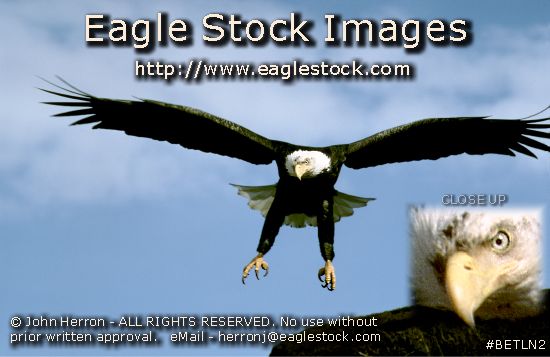 BETLN2 - Bald Eagle talons down, wings fully spread